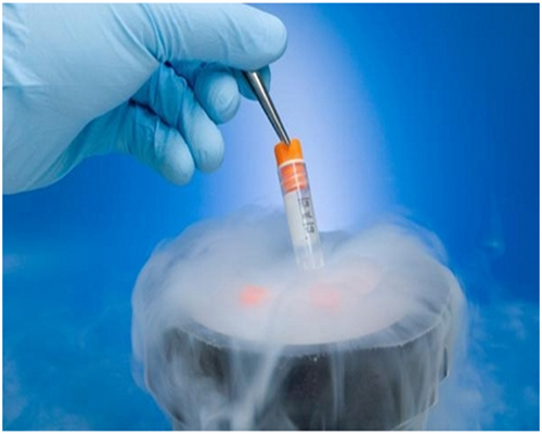 上海哪里可以试管性别(上海可以试管的医院)