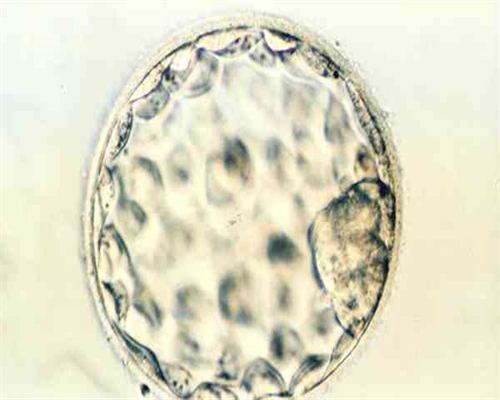 上海捐卵试管有无风险,上海捐卵多少钱-代怀价格多少