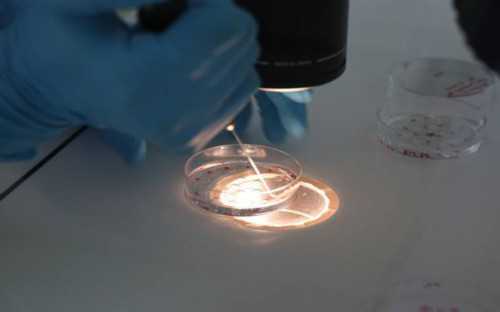 上海代生佣金,【上海九院可以做供卵吗】超紧张的备孕,姨妈前三天自测双杠