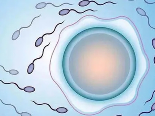 上海国妇幼好还是第一妇婴好？上海试管婴儿医院？