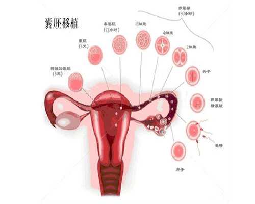 上海代怀套餐价钱,CEF：泰国试管婴儿备孕中，你必须知道关于基础卵泡的这五