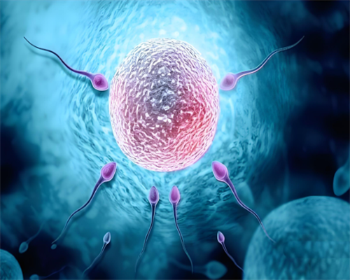 上海私人供卵机构包生男孩可信吗？,上海供卵试管的中介