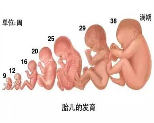 上海世纪代孕试管成功率,导致胎停育的因素有哪