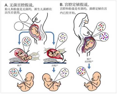 上海添禧代孕中介,早孕时B超检查是必需的吗 (