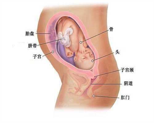 上海助孕价格,怀孕4个月时什么感觉宝宝发育逐周