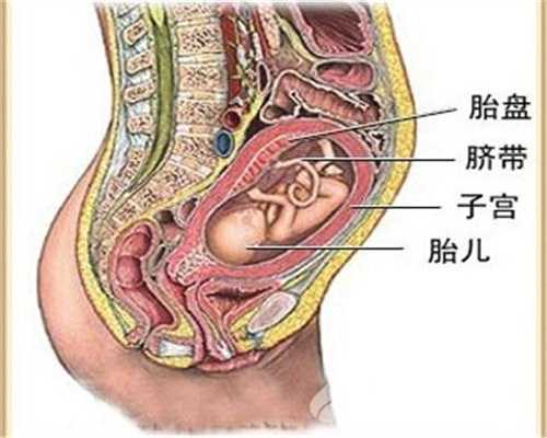 上海喜贝助孕机构,怀孕后，怎样判断胎儿发育很