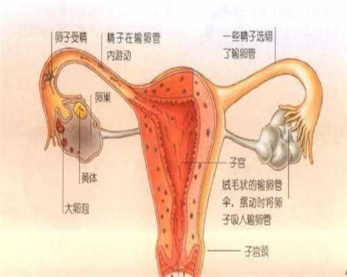 上海供卵试管机构,月经推迟，是不是怀孕了这十