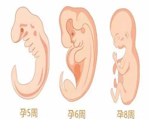 上海代孕医院_怀孕20周胎儿有多大