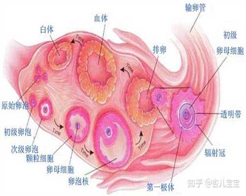 上海代孕中心_上海代孕是的吗_上海做试管需要几个月的时间