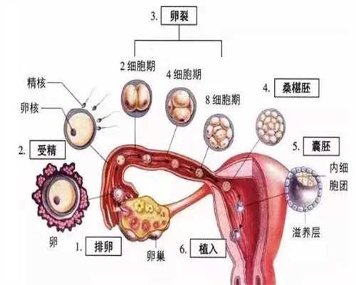 上海代孕官网`如何去找上海代孕`哪里有靠谱上海代孕机构