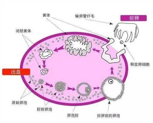 上海如何代孕，上海借卵子试管生子，上海代孕需要做什么准备