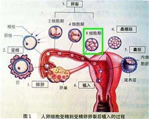 上海代孕医院`上海做代孕的价格`上海代孕相关新闻报道