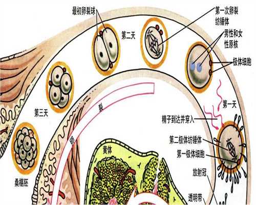 上海代孕热线，上海代孕流程表，如何看待上海供卵供精