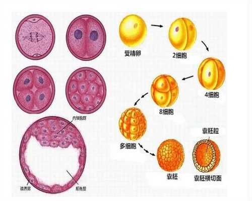 上海代孕宝宝_上海代孕母多少钱_上海三代试管基因筛查要多久
