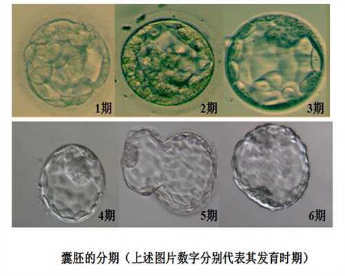 上海代孕生仔~上海助孕中心~上海借卵子代孕孩子长得像谁