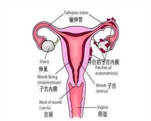 上海上海代孕价格_代孕孩子产子的流程_代孕双胞胎费用