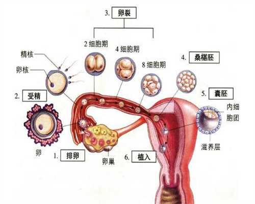 上海代孕会有她的基因吗_试管婴儿的成功率有多高？