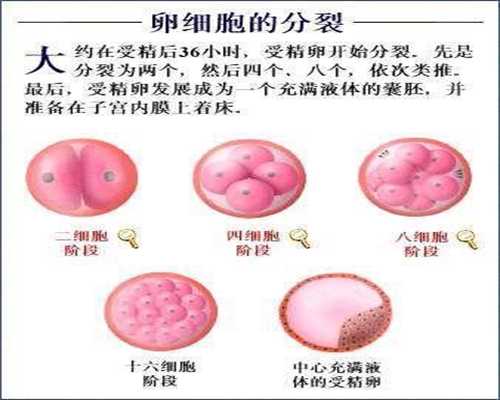 上海生孩子能代孕吗-供卵胚胎移植前会筛选_试管婴儿冷冻胚胎有什么好处