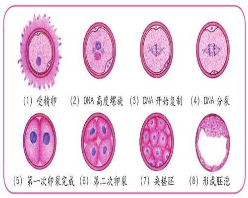 上海三代试管包生儿子-有代孕的吗_影响试管婴儿妊娠率的主要因素都有哪些