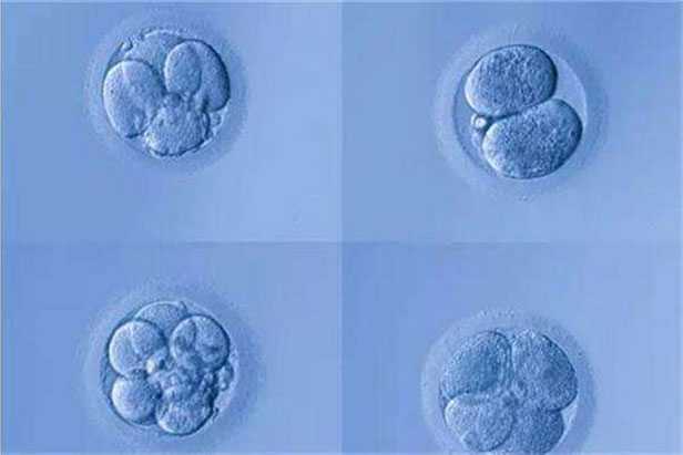 不来月经可以供卵吗-上海如何提升代孕的成功率_什么是可移植胚胎？
