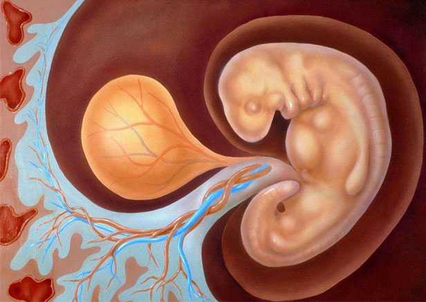 不来月经可以供卵吗-上海如何提升代孕的成功率_什么是可移植胚胎？